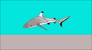[Kingman
                            Reef unofficial flag (U.S.)]